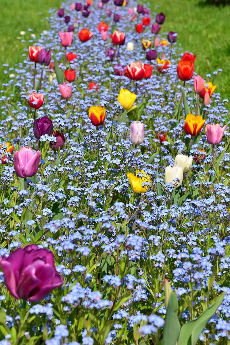 Una imagen vertical de un borde plantado con una masa de flores azules de Myosotis sylvatica intercaladas con tulipanes y césped a ambos lados.