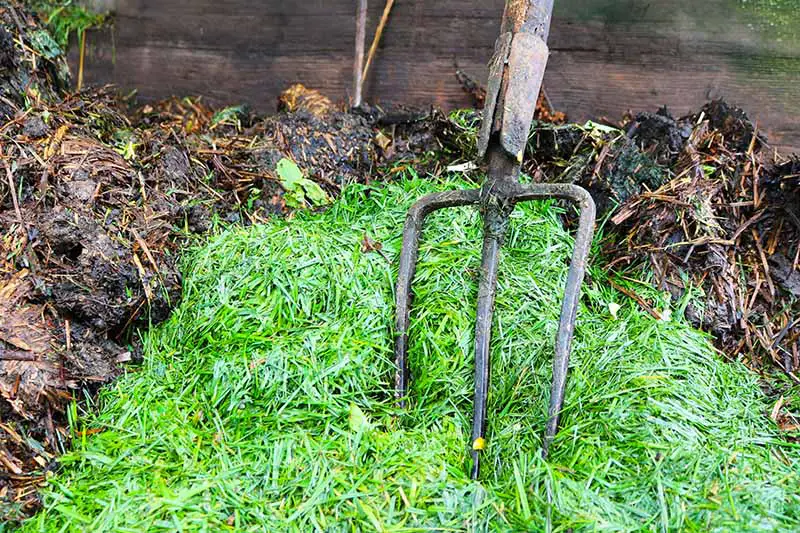 Un primer plano de una horquilla de jardín cavando hierba verde recién cortada en una pila de abono.