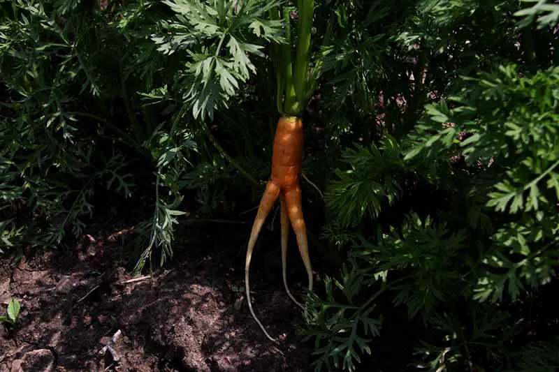Una imagen horizontal de cerca de una zanahoria con un extremo bifurcado recién sacado del suelo, rodeada de follaje.