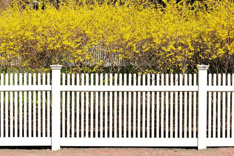 Un seto formal con flores de color amarillo brillante que crecen detrás de una valla blanca de madera.
