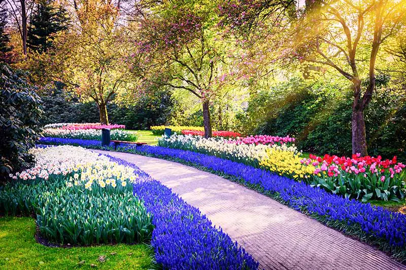 Una imagen horizontal de un jardín formal plantado con una variedad de bulbos de flores de primavera rodeado de árboles y arbustos con un camino entre las plantaciones.