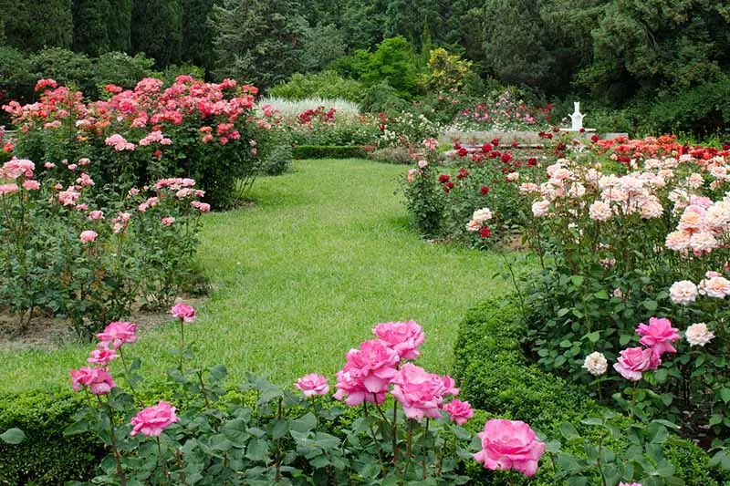 Una imagen horizontal de un césped rodeado de camas de jardín formales plantadas con una variedad de rosas diferentes, con árboles en el fondo.