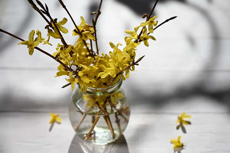 Una imagen horizontal de primer plano de un pequeño jarrón de cristal sobre una mesa de madera con ramitas de flores amarillas en un fondo de enfoque suave.
