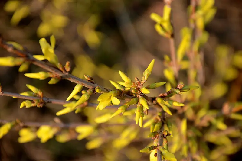 Un primer plano de un tallo leñoso con capullos de flores de color amarillo brillante listos para abrirse en primavera, fotografiado a la luz del sol brillante sobre un fondo de enfoque suave.