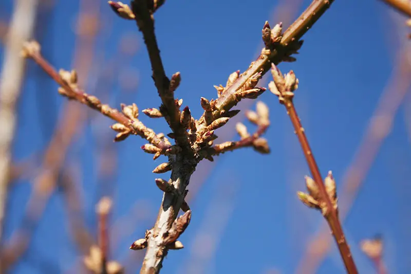 Un primer plano de ramas leñosas con pequeñas flores sin abrir capullos que crecen en el jardín con cielo azul en el fondo.