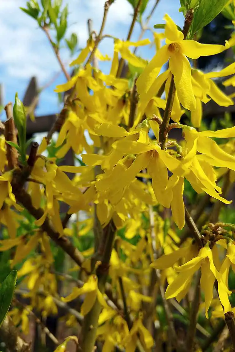 Una imagen vertical de primer plano de forsythia amarilla brillante que florece en primavera, con follaje verde claro con cielo azul en un enfoque suave en el fondo.