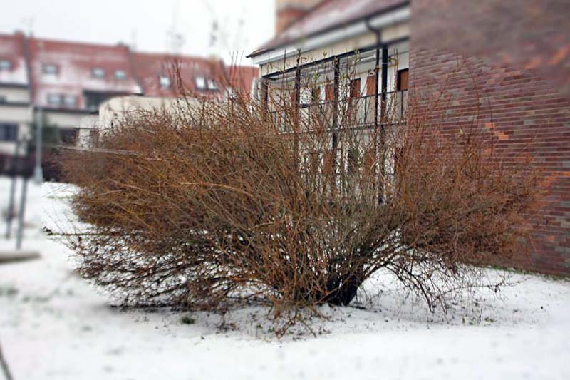 Una imagen horizontal de un arbusto de forsythia plantado fuera de un edificio de ladrillo rojo sin hojas ni flores que crezcan del suelo cubierto de nieve.