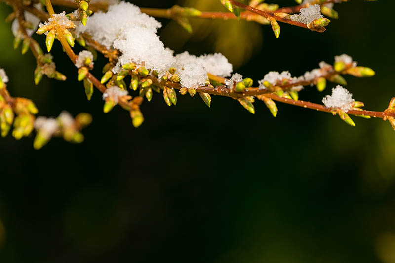 Una imagen horizontal de cerca de una rama cubierta de un ligero polvo de nieve en un fondo oscuro de enfoque suave.