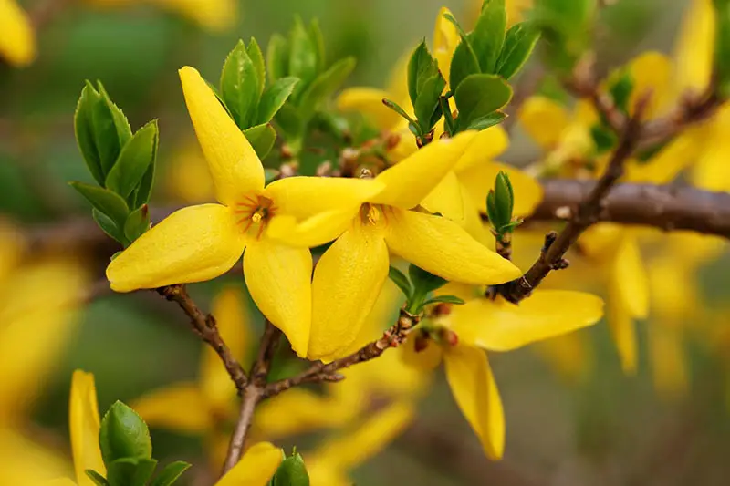 Una imagen horizontal de primer plano de flores amarillas brillantes representadas en un fondo de enfoque suave.