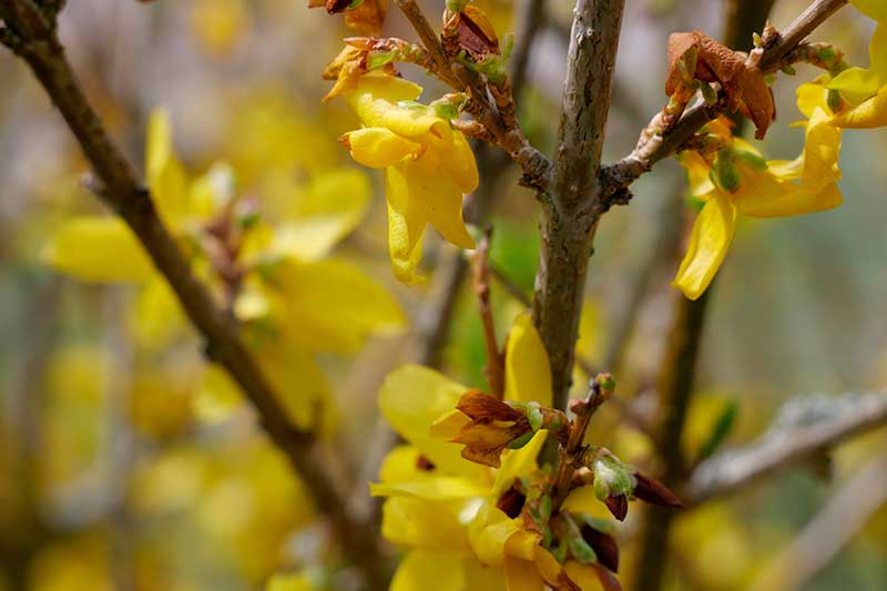 Una imagen horizontal de primer plano de las flores amarillas de forsythia que se desvanecen y fijan semillas representadas a la luz del sol sobre un fondo de enfoque suave.