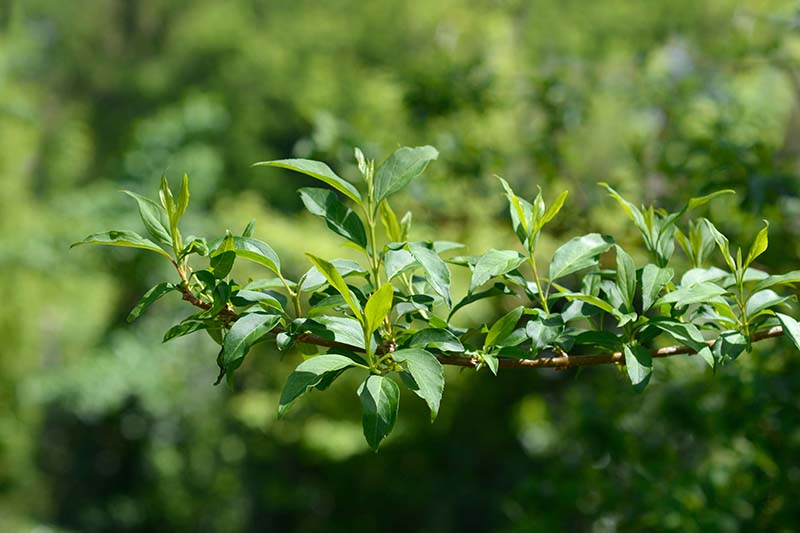 Una imagen horizontal de primer plano de una rama de un arbusto con abundante follaje verde, fotografiada a la luz del sol sobre un fondo de enfoque suave.