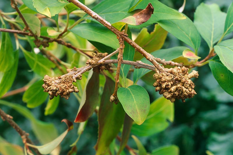 Una imagen horizontal de primer plano de los tallos de un arbusto con crecimientos antiestéticos típicos de la enfermedad de las agallas, con follaje en foco suave en el fondo.