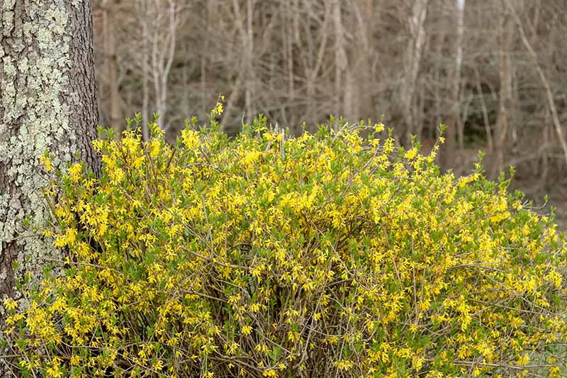 Un primer plano de un arbusto joven de forsythia en plena floración con flores de color amarillo brillante, que crece bajo un árbol en un lugar boscoso.