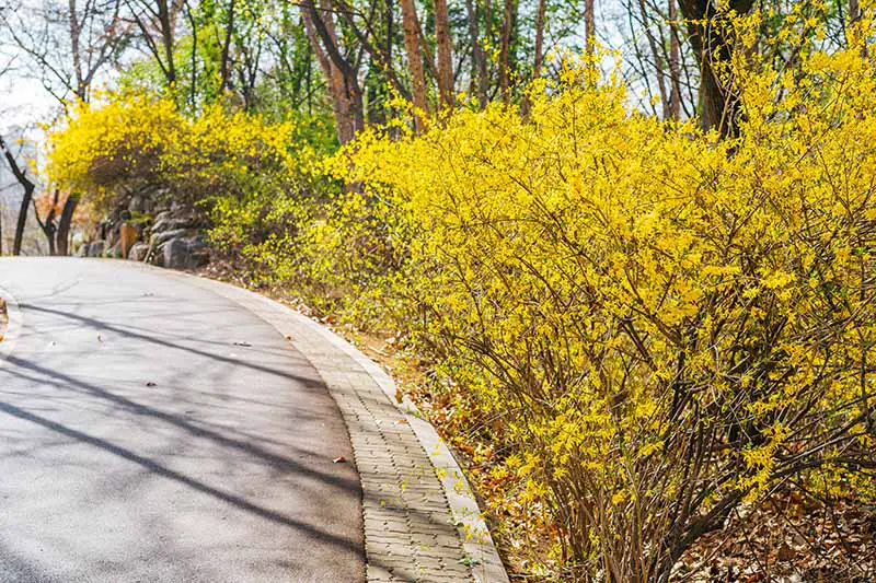 Una imagen horizontal de arbustos ornamentales con flores de color amarillo brillante que crecen como un seto informal al lado de un camino de entrada.