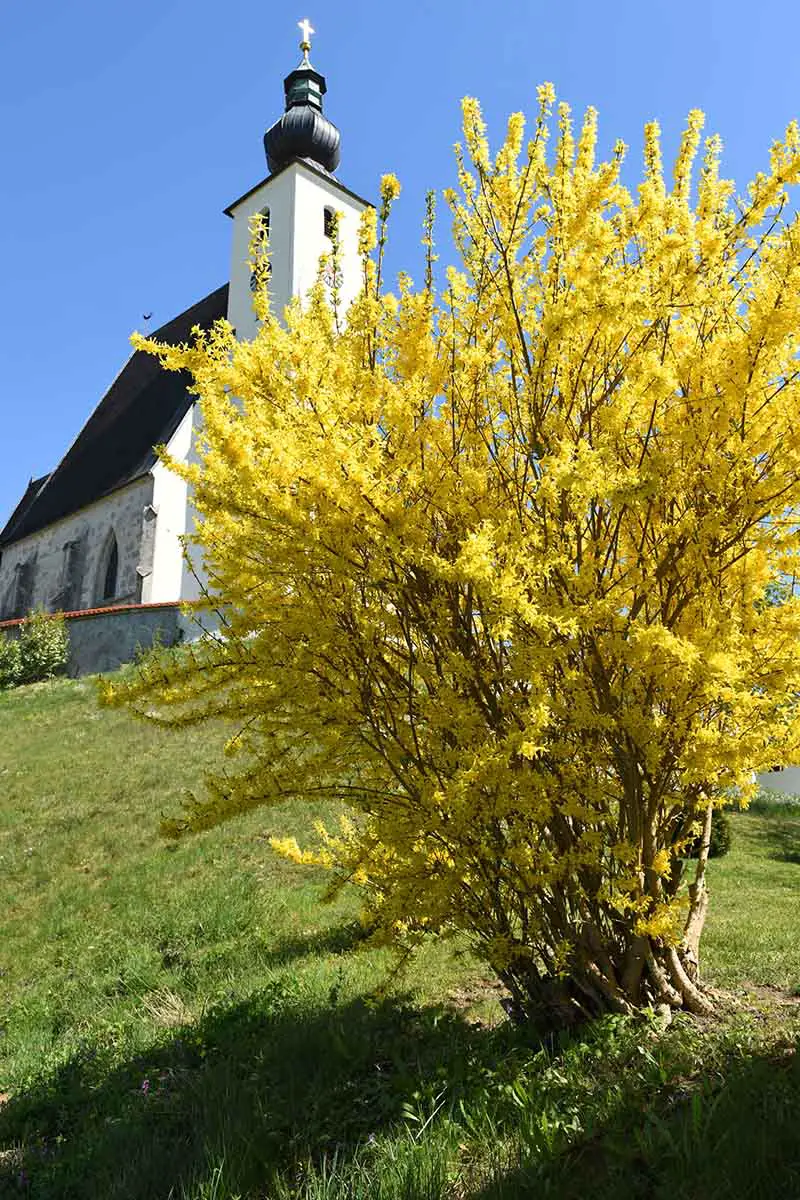 Una imagen vertical de un arbusto forsythia con flores amarillas brillantes plantadas en un césped con una iglesia en el fondo y un cielo azul.