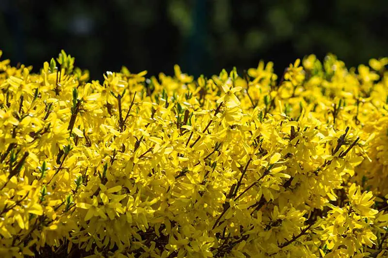 Un primer plano de un seto con flores amarillas brillantes, fotografiado bajo el sol sobre un fondo de enfoque suave.