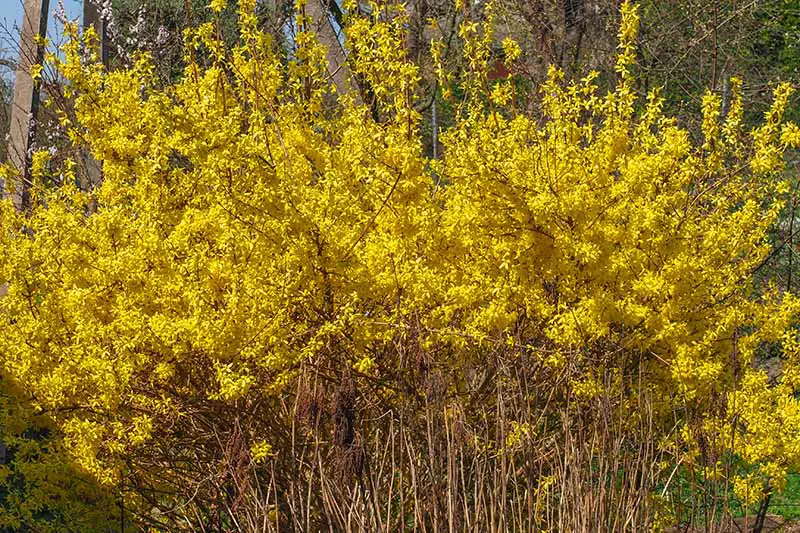 Una imagen horizontal de un arbusto forsythia en plena floración con flores amarillas brillantes que crecen en el jardín de primavera.