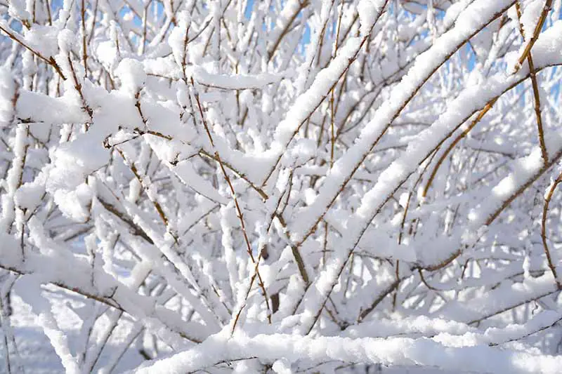 Una imagen horizontal de cerca de un arbusto perenne que crece en el jardín cubierto de una pulgada de nieve.