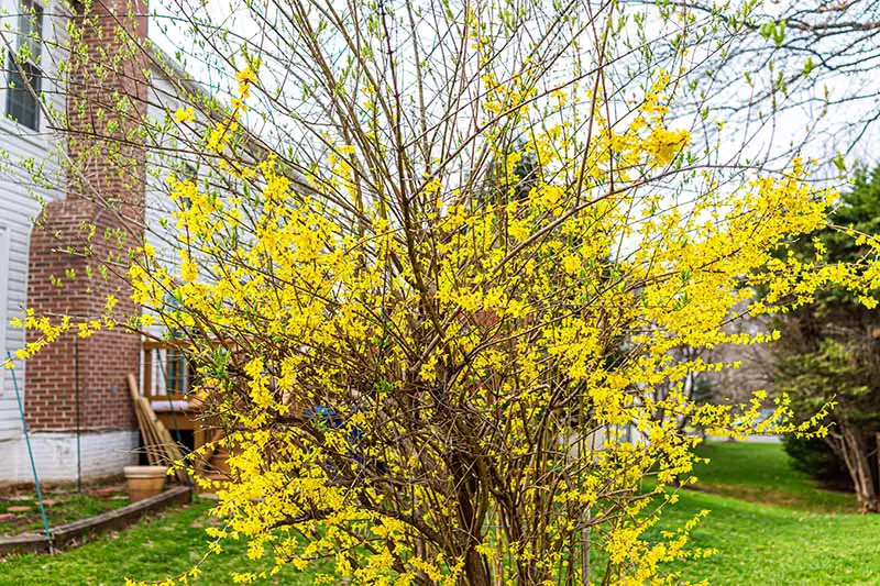 Una imagen horizontal de primer plano de un arbusto de flores de color amarillo brillante que florece en un jardín fuera de una residencia de ladrillo.