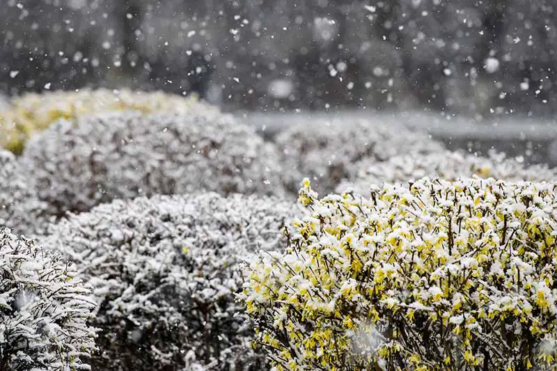 Una imagen horizontal de primer plano de arbustos perennes de forsythia que crecen en el jardín cubiertos de un ligero polvo de nieve.