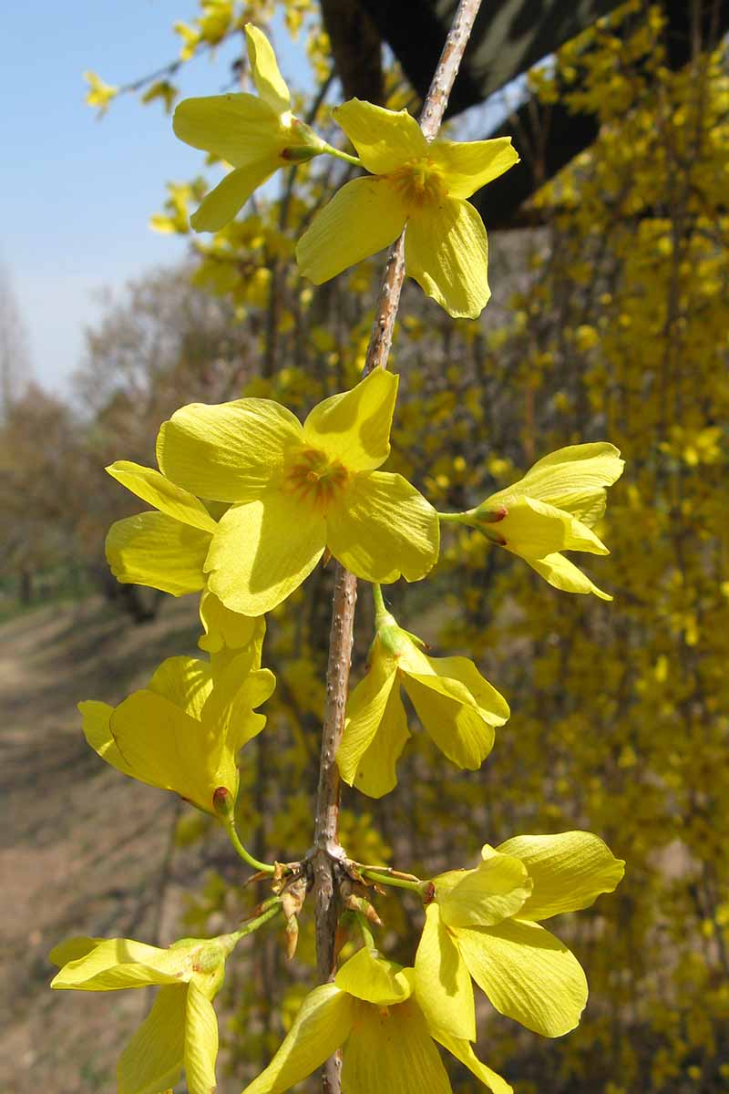 Una imagen vertical de cerca de las ramas de F. suspensa con flores amarillas brillantes cayendo en cascada hacia abajo, representada en un fondo de cielo azul de enfoque suave.