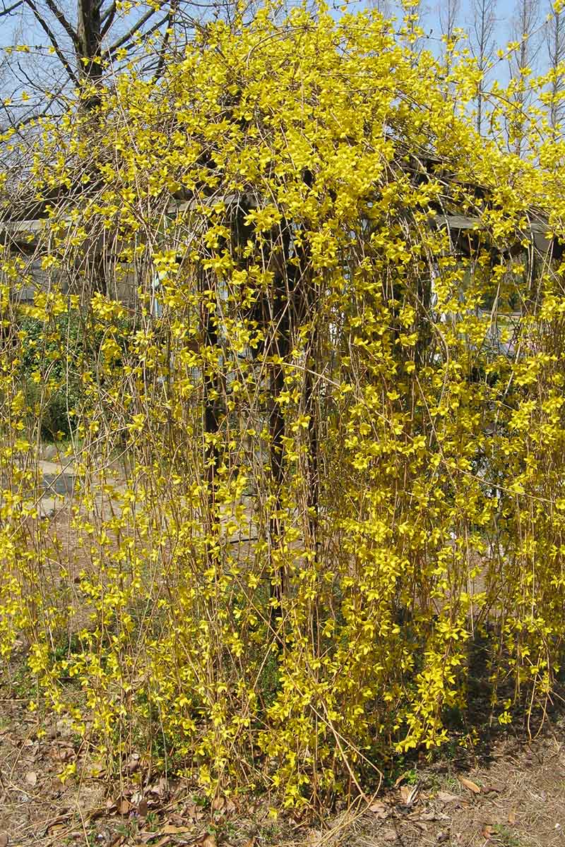 Una imagen vertical de cerca de un gran arbusto de Forsythia suspensa que crece en el jardín cubierto con una profusión de flores amarillas en un fondo de cielo azul.