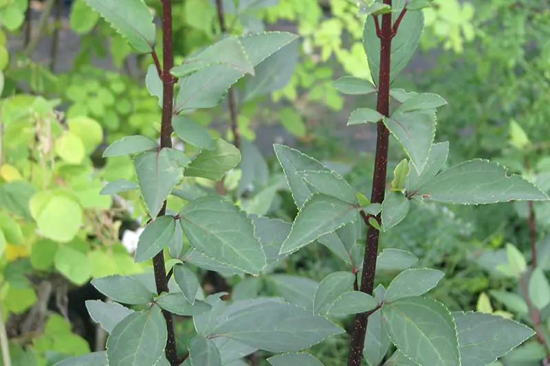Un primer plano de hojas verdes y tallos morados de Forsythia suspensa, un arbusto leñoso ideal para setos.