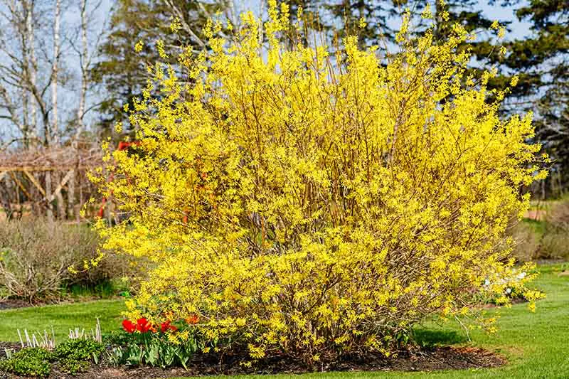 Un arbusto de forsythia grande y maduro que crece en el jardín, en plena floración con flores amarillas brillantes en primavera, entre tulipanes, con césped que lo rodea y árboles en un enfoque suave en el fondo.