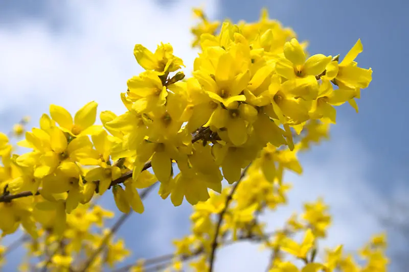 Un primer plano de las flores de color amarillo brillante densamente empaquetadas de la forsythia que florece en primavera, con el cielo azul y las nubes en el fondo.