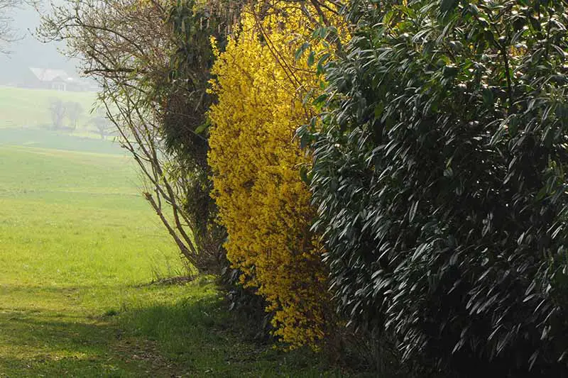 En el borde de un campo verde crece una gran planta de forsythia con flores primaverales de color amarillo brillante, rodeada de follaje verde.