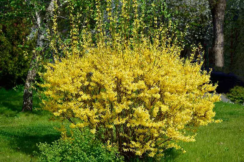 Un primer plano de un arbusto de Forsythia x intermedia que crece en el jardín fotografiado bajo el sol brillante.