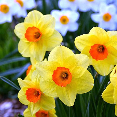 Una imagen cuadrada de primer plano de narcisos amarillos y naranjas 'Fortune' que crecen en el jardín bajo el sol brillante, con flores blancas en un enfoque suave en el fondo.