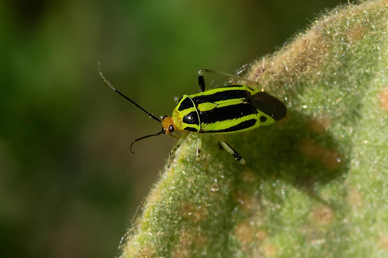 Una imagen horizontal de primer plano de un insecto de planta de cuatro líneas en una hoja representada en un fondo de enfoque suave.