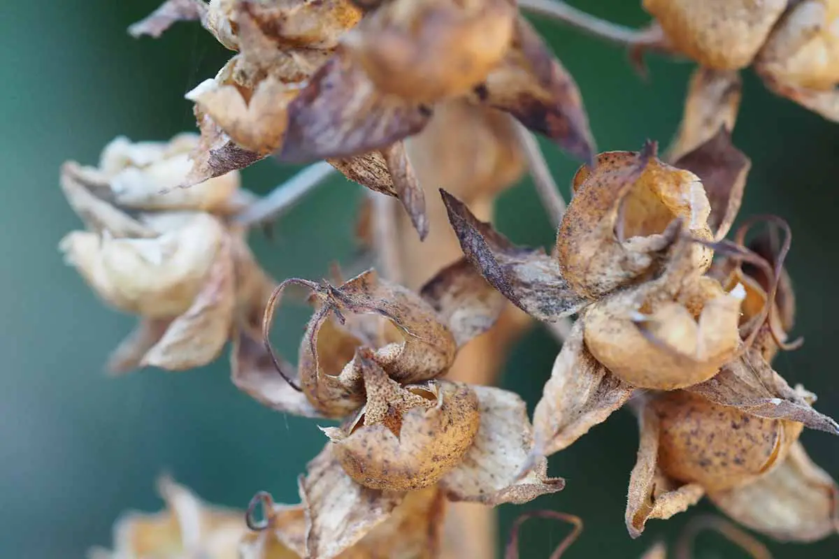 Una imagen horizontal de primer plano de las cápsulas de semillas secas representadas en un fondo de enfoque suave.