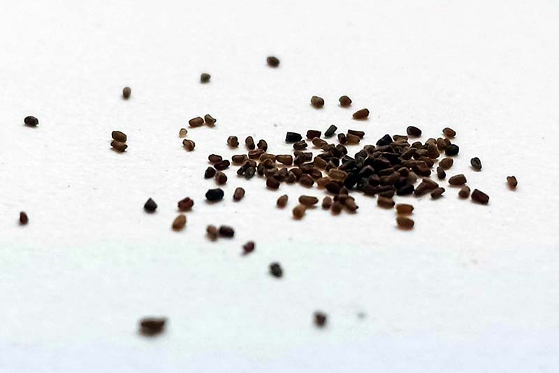 Una imagen horizontal de primer plano de semillas sobre una superficie blanca.