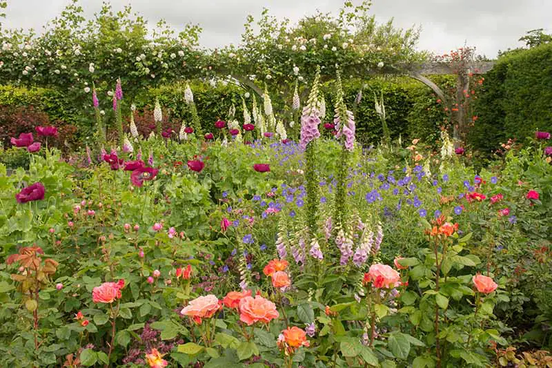 Una imagen horizontal de una plantación mixta con dedaleras, rosas y una variedad de otras flores que crecen en un jardín de cabañas, con un seto en un enfoque suave en el fondo.