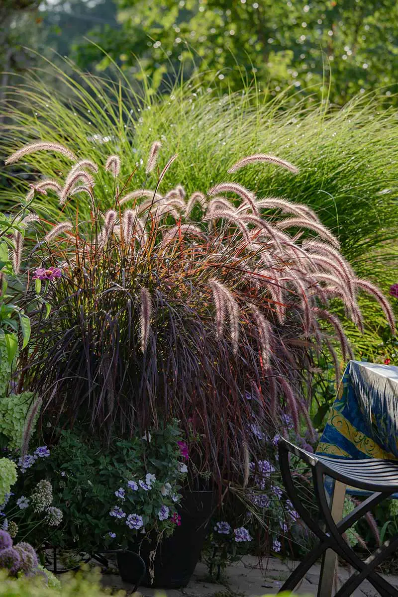 Una imagen vertical de primer plano de hierbas ornamentales que crecen entre flores en un jardín de patio.