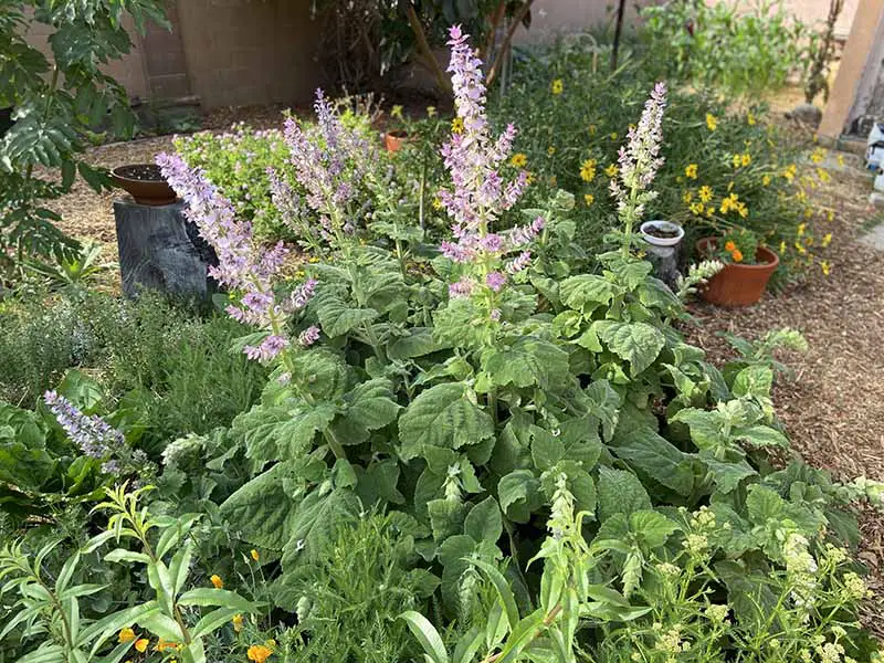 Una imagen horizontal de primer plano de un jardín plantado con plantas aromáticas que alteran el estado de ánimo.