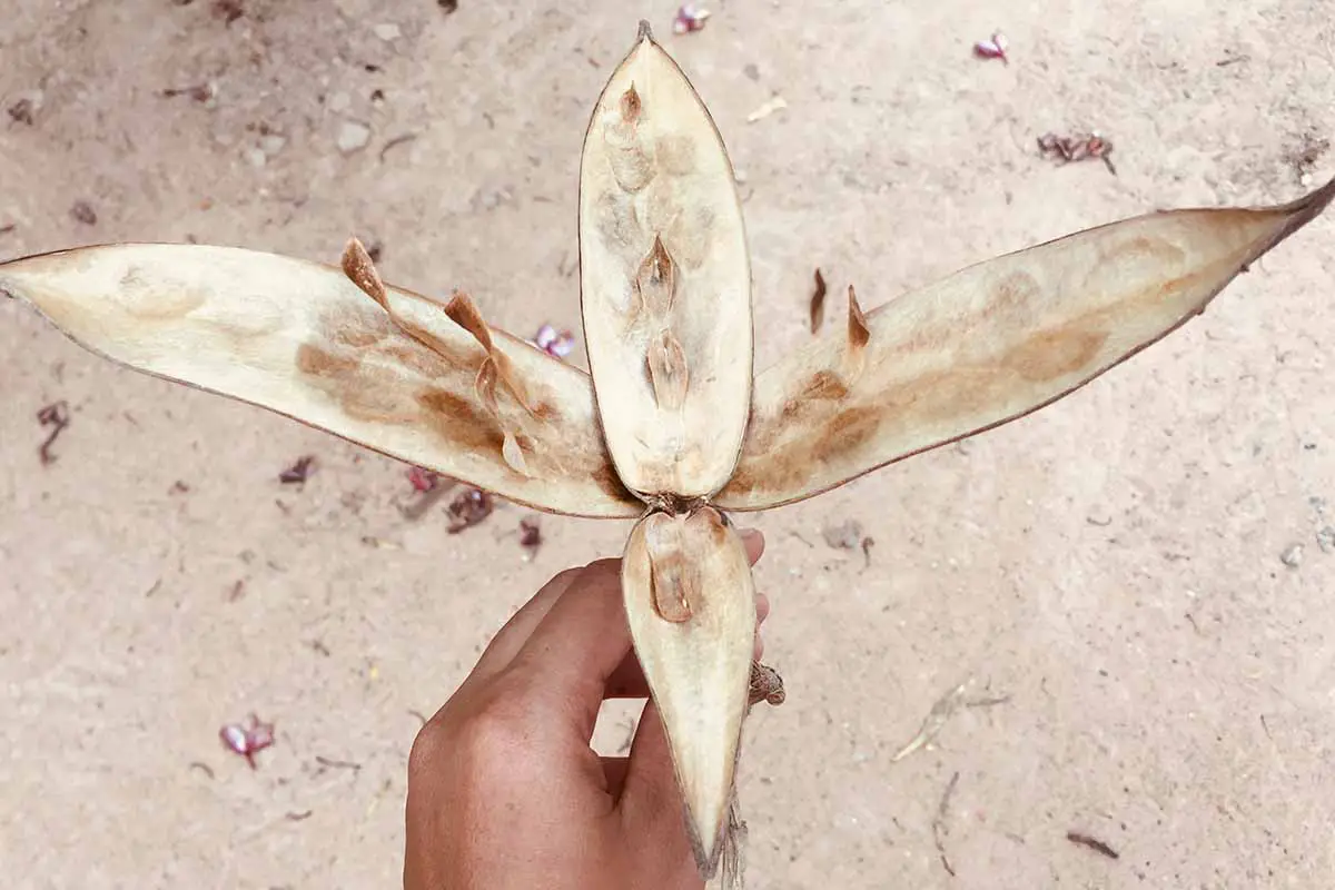 Un primer plano de una mano desde la parte inferior del marco que sostiene una vaina de semillas de frangipani que se abrió de golpe.