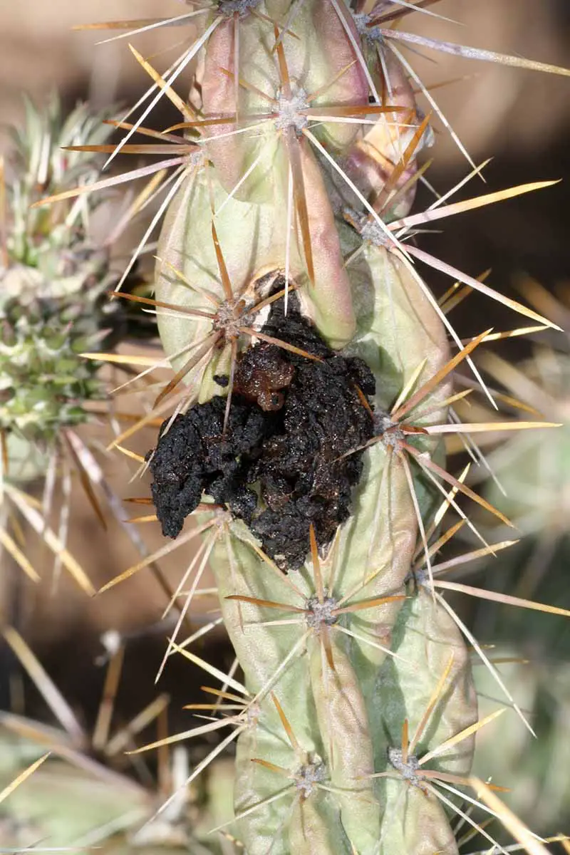 Una imagen vertical de primer plano del excremento de un escarabajo de cuernos largos de cactus que cubre la entrada a su madriguera.
