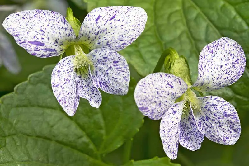 Un primer plano de las pequeñas flores blancas y azules moteadas de la variedad de viola 'Freckles' con follaje en el fondo en un enfoque suave.