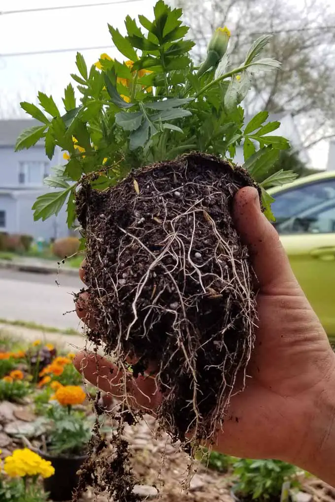 Una planta de caléndula extraída de una maceta pequeña con las raíces ligeramente rasgadas en la parte inferior.