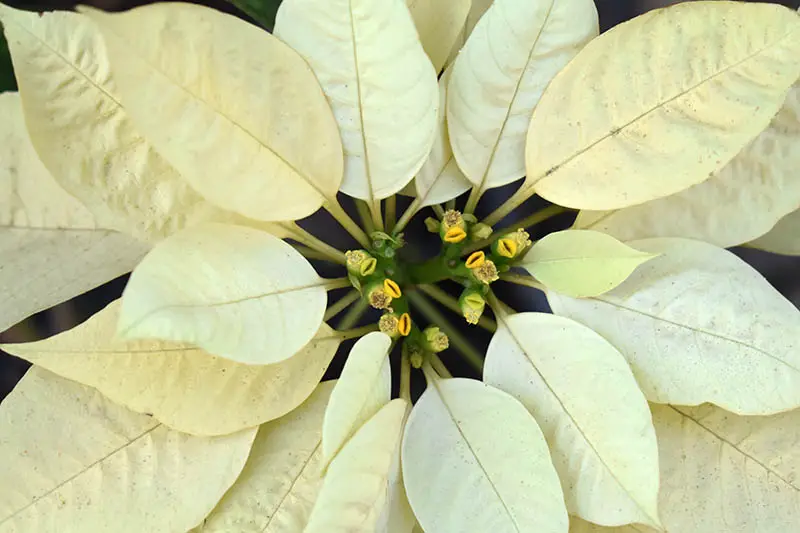 Una imagen horizontal de cerca de las brácteas blancas cremosas de Euphorbia pulcherrima 'Freedom white' representada en un fondo de enfoque suave.