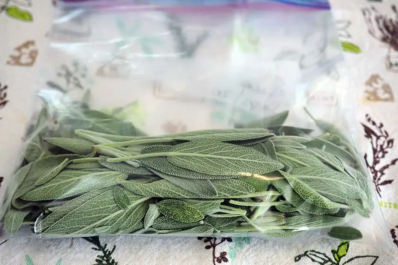 Una imagen horizontal de cierre de una pequeña bolsa de plástico con cremallera con hojas de salvia frescas sobre una superficie de tela.