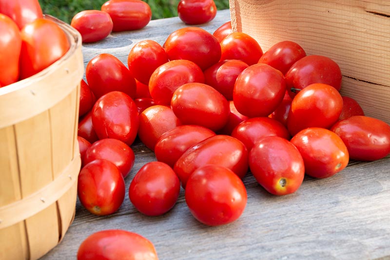 Un primer plano de pequeños tomates cherry recién cosechados sobre una superficie de madera con una cesta a la izquierda del marco.