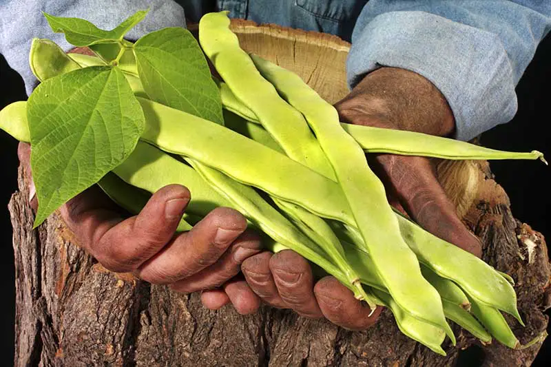 Una imagen de primer plano de las manos de un granjero sosteniendo un gran grupo de Phaseolus vulgaris de vaina larga, apoyado en una superficie rústica de madera sobre un fondo de enfoque suave.