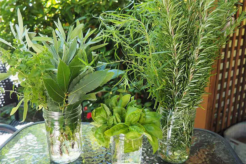Una imagen horizontal de cerca de tres frascos de vidrio con hierbas frescas cosechadas en el jardín listas para ser procesadas en la cocina sobre una mesa de vidrio.