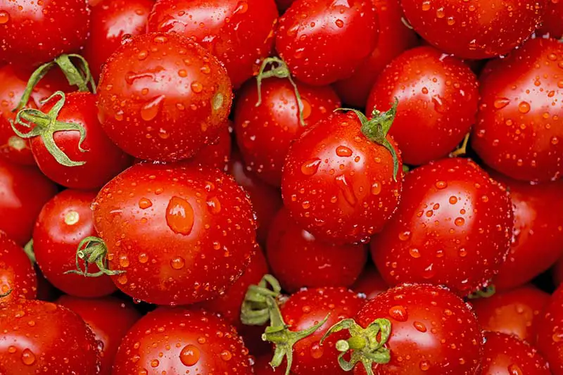 Un primer plano de un montón de tomates cherry rojos frescos con gotas ligeras de agua en la superficie de la fruta.