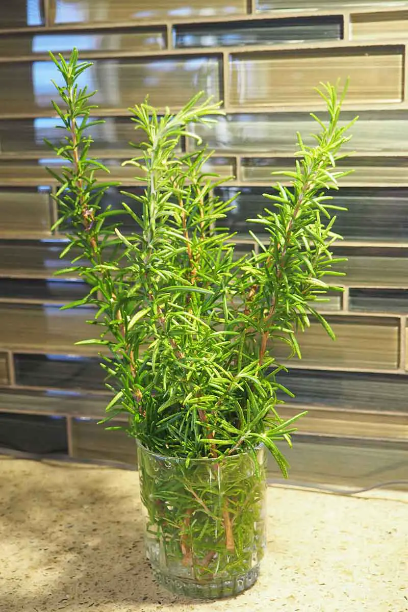 Una imagen vertical de esquejes frescos de una planta de Salvia rosmarinus con tallos verticales y hojas verdes en forma de aguja en un vaso pequeño con agua.  En el fondo hay una pared de azulejos de vidrio y una superficie de mármol.