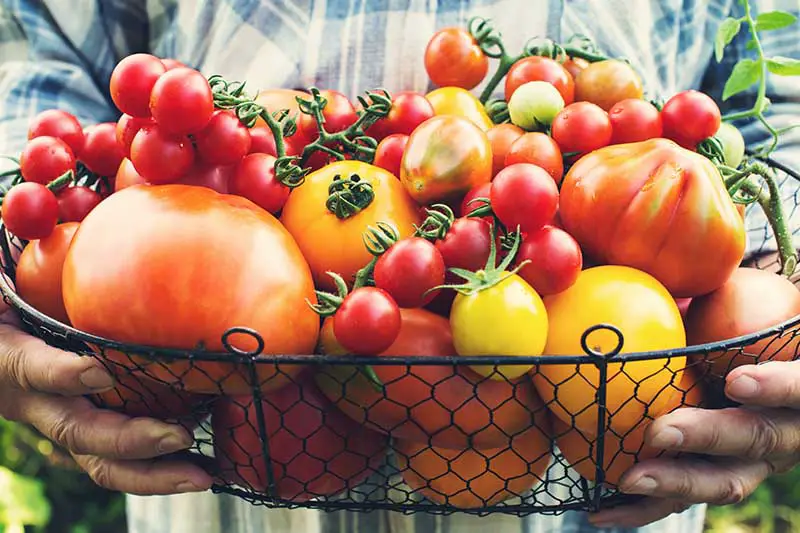 Un primer plano de manos sosteniendo una canasta de alambre negro llena de tomates recién cosechados de varias formas, tamaños y colores.